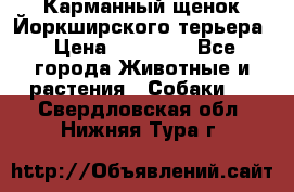 Карманный щенок Йоркширского терьера › Цена ­ 30 000 - Все города Животные и растения » Собаки   . Свердловская обл.,Нижняя Тура г.